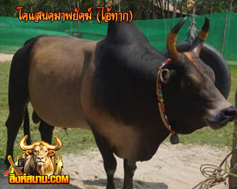โคแสนคมาพยัคฆ์ (ไอ้ทาก)