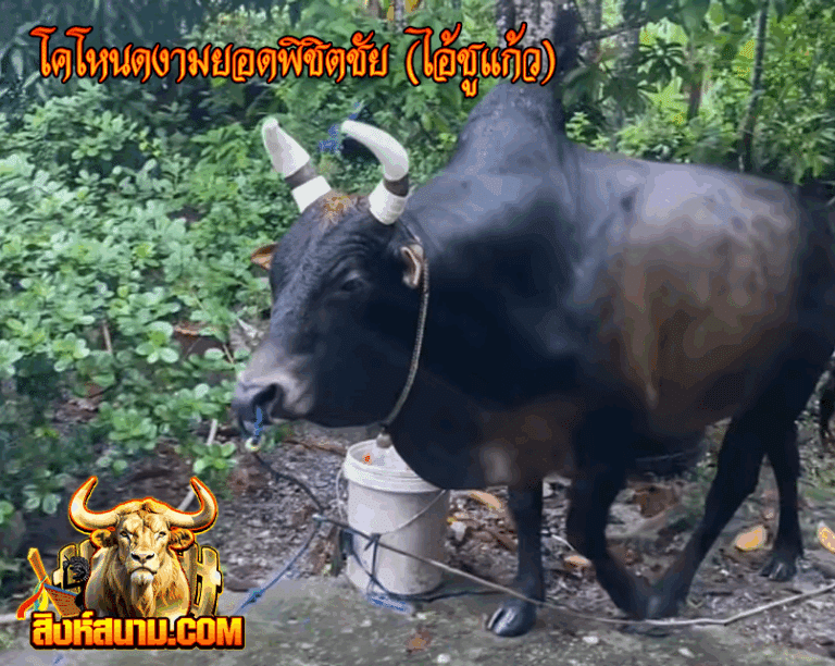โคโหนดงามยอดพิชิตชัย(ไอ้ชูแก้ว)_0