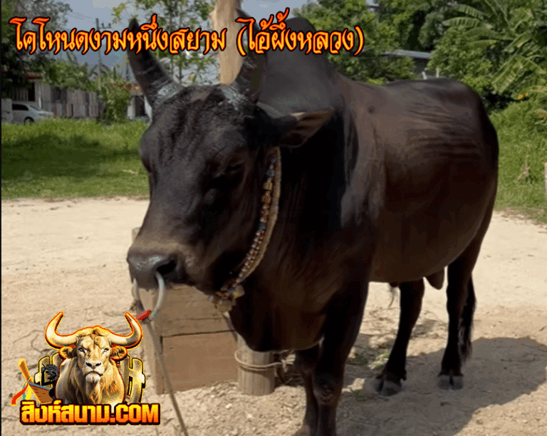 โคโหนดงามหนึ่งสยาม (ไอ้ผึ้งหลวง)