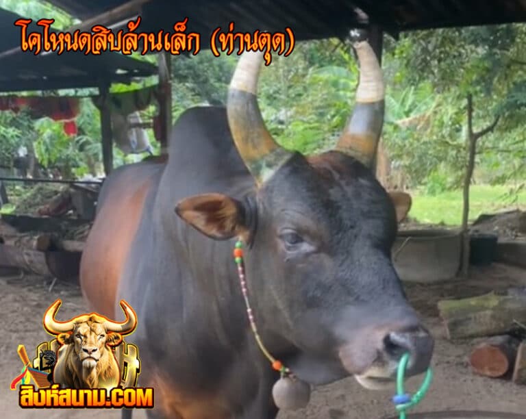โคโหนดสิบล้านเล็ก (ท่านตุด) 1_0