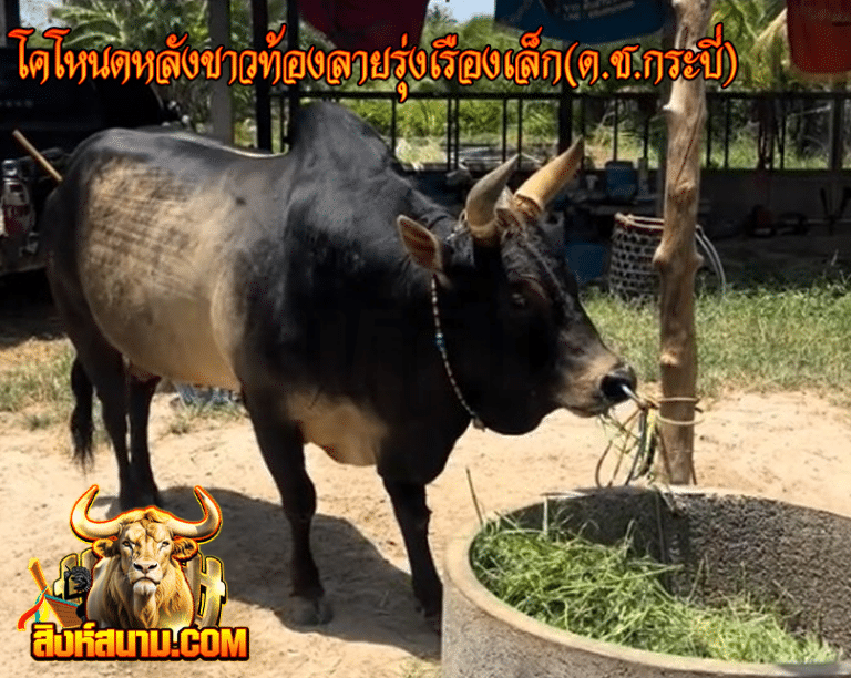 โคโหนดหลังขาวท้องลายรุ่งเรืองเล็ก(ด.ช