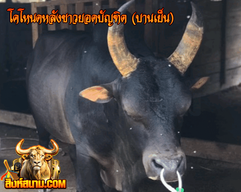 โคโหนดหลังขาวยอดบัญฑิต (บานเย็น)