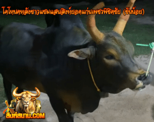 โคโหนดหลังขาวแซมแสนสิงห์ยอดแก่นเพชรพิชิ
