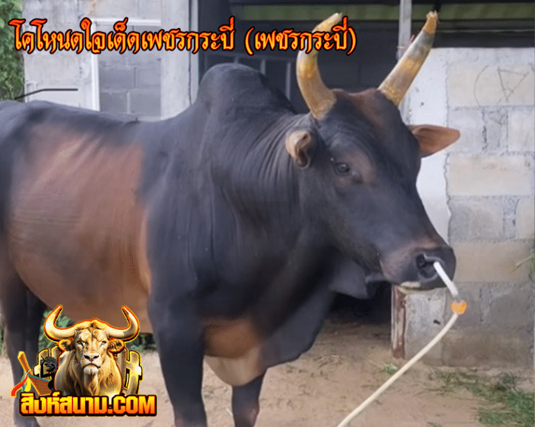 โคโหนดใจเด็ดเพชรกระบี่(เพชรกระบี่)