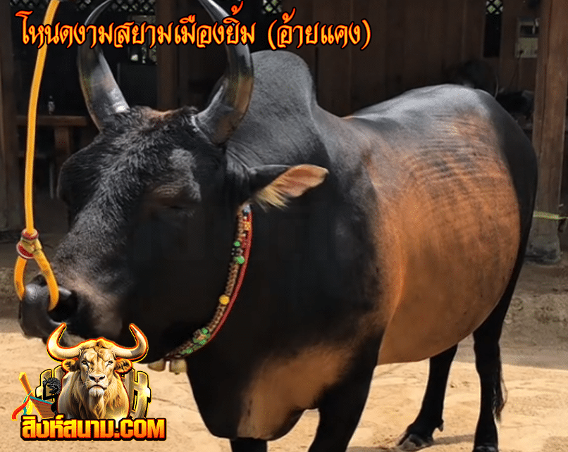 โหนดงามสยามเมืองยิ้ม (อ้ายแคง)