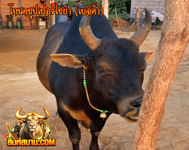 โหนดซุปเปอร์ไซย่า [เบจิต้า]
