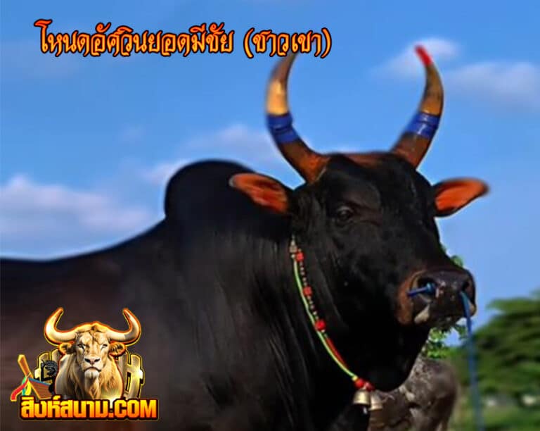 โหนดอัศวินยอดมีชัย (ชาวเขา456456)111_0