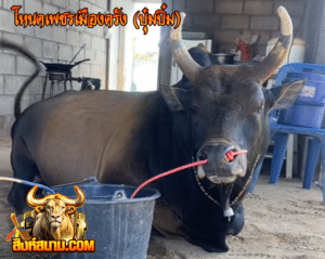 โหนดเพชรเมืองตรัง (บุ๋มบิ๋ม)