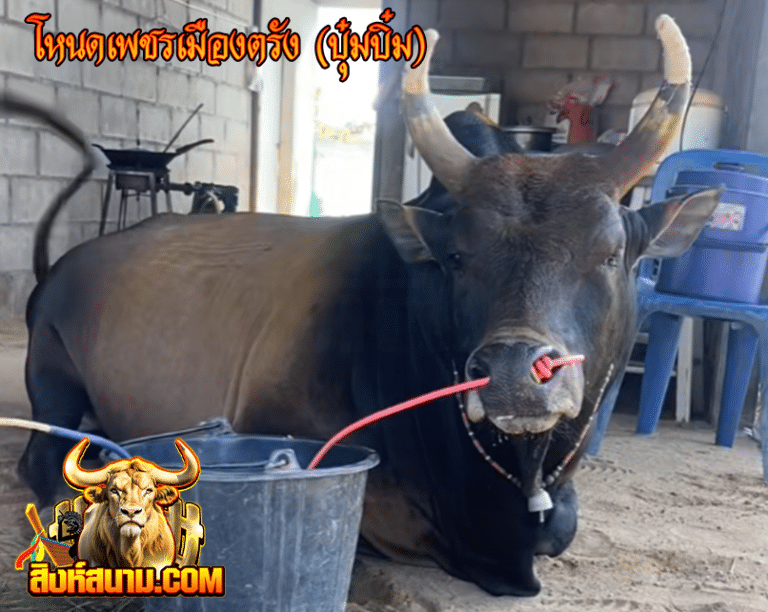 โหนดเพชรเมืองตรัง (บุ๋มบิ๋ม)