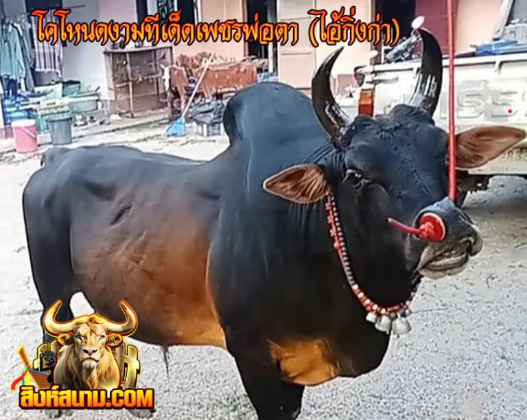 ข้อมูลวัวชนรายวัน 16-5-68 ท่าหรั่ง_0