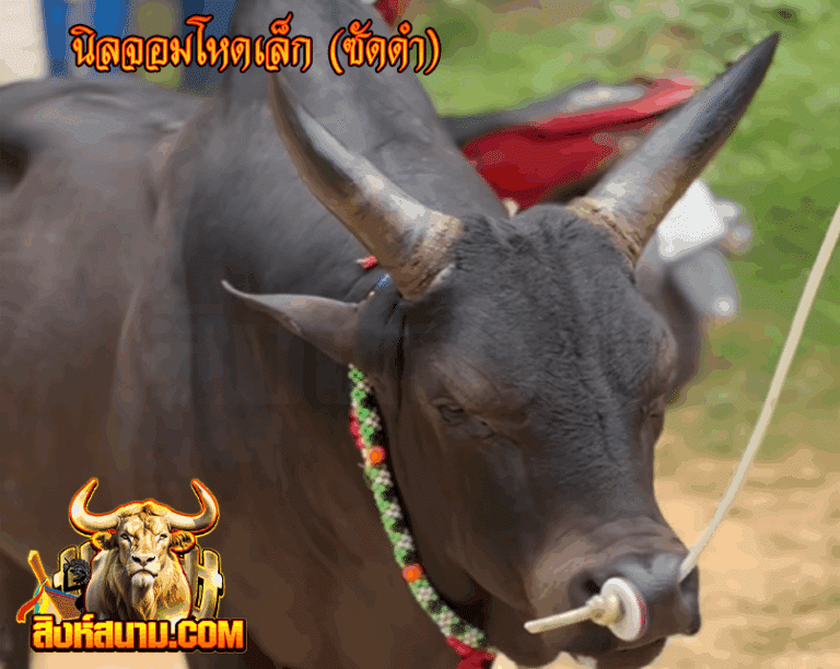 ข้อมูลวัวรายวัน 17 นิลจอมโหดเล็ก (ซัดดำ)_0