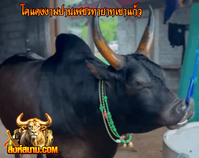 ข้อมูลวัวรายวัน 17 โคดุกด้างงามธารารินทร์ (_0