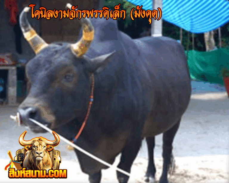 ข้อมูลวัวรายวัน 17 โคนิลงามจักรพรรดิเล็ก (ม