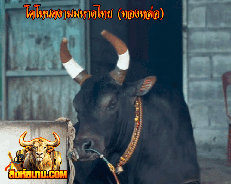 ข้อมูลวัวรายวัน 17 โคโหนดงามมหาดไทย (ทองหล่
