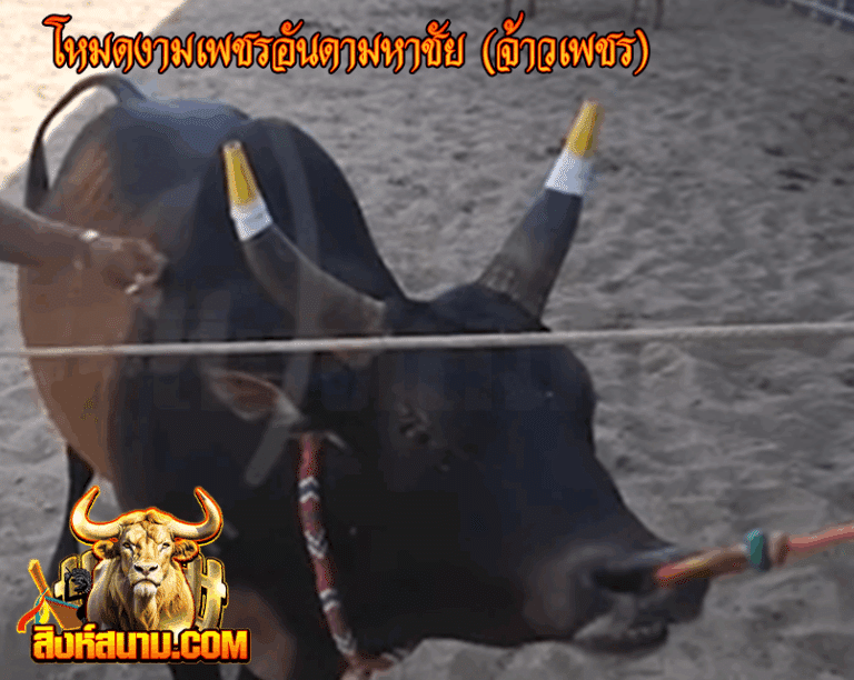 ข้อมูลวัวรายวัน 17 โหมดงามเพชรอันดามหาชัย (_0