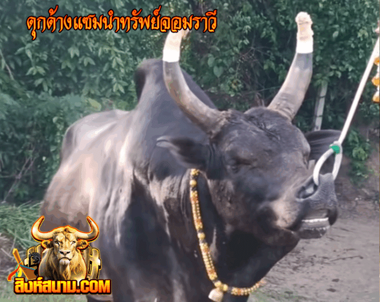 ข้อมูลวัวรายวัน 21-5-68 ดุกด้างแซมนำทรัพย์จอม