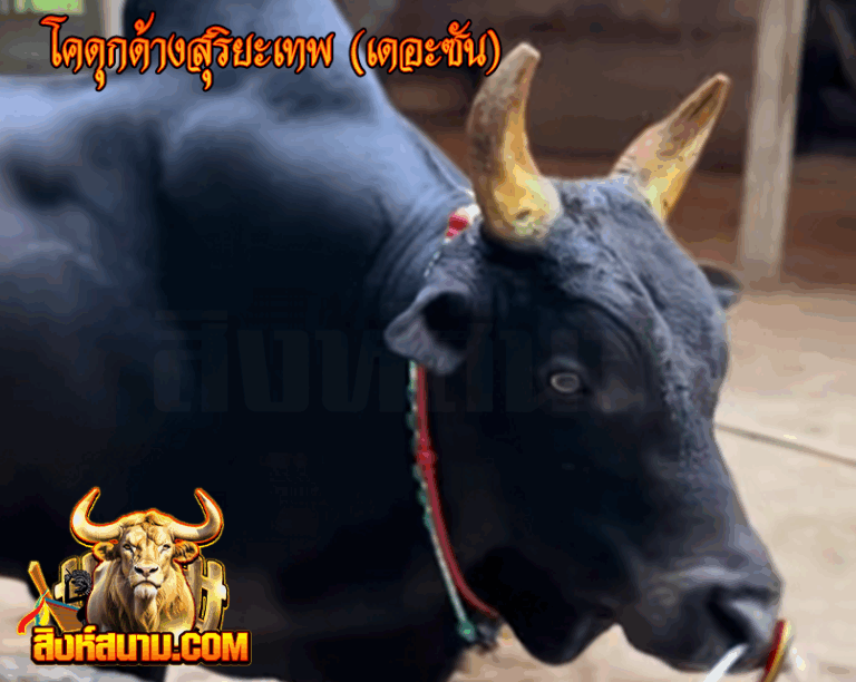 ข้อมูลวัวรายวัน 21-5-68 โคดุกด้างสุริยะเทพ (เด