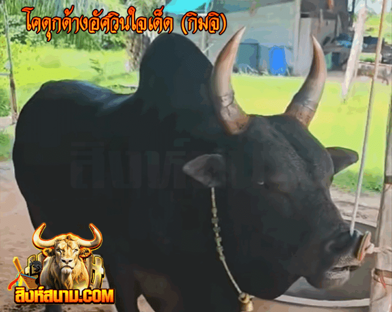 ข้อมูลวัวรายวัน 21-5-68 โคดุกด้างอัศวินใจเด็ด