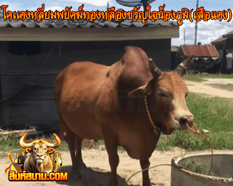 ข้อมูลวัวรายวัน