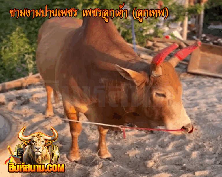 ข้อมูลวัวรายวัน ขามงามปานเพชร เพชรลูกเต้า
