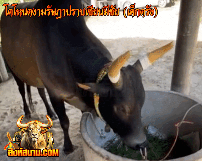 ข้อมูลวัวรายวัน โคโหนดงามรัษฎาปราบเซียนม