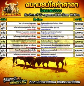 โปรแกรมวัวนสนามกีฬาชนโคท่าศาลา วันที่ 20 พฤษภาคม 2568