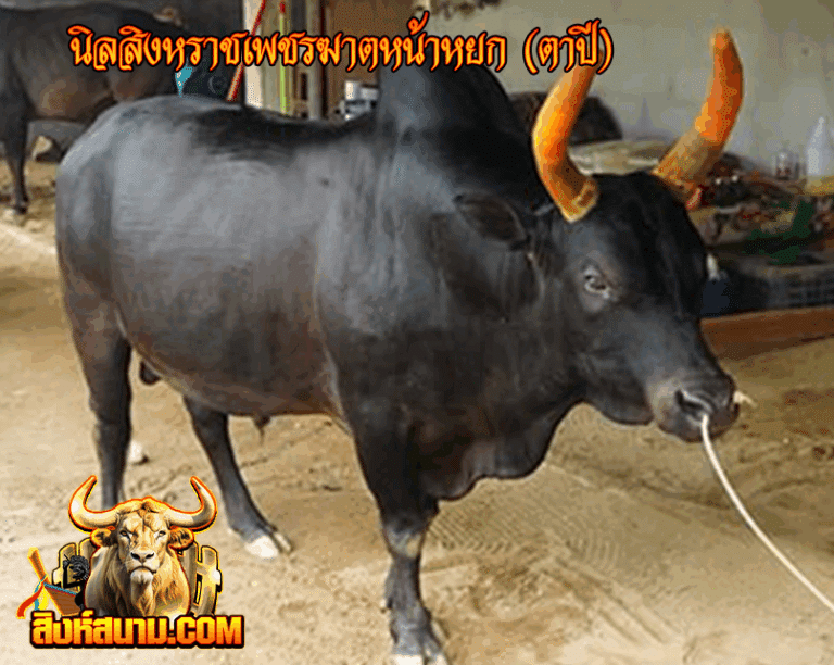 นิลสิงหราชเพชรฆาตหน้าหยก (ตาปี)_0