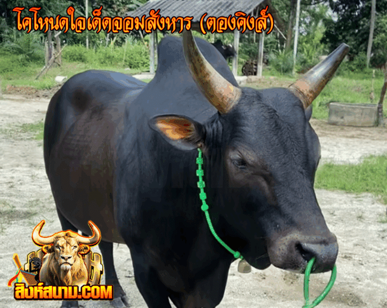 รูปวัวข้อมูลวัวรายวัน โคโหนดใจเด็ดจอมสัง_