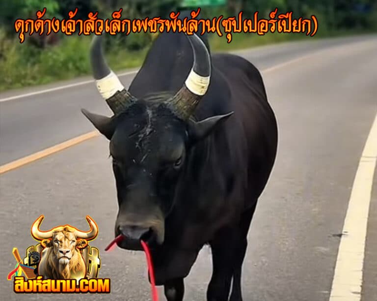 รูปเดี๋ยว 1-6-68 ดุกด้างเจ้าสัวเล็กเพชรพันล้_0