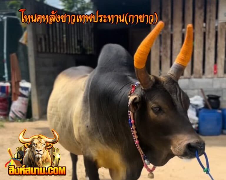 รูปเดี๋ยว 1-6-68 โหนดหลังขาวเทพประทาน(กาขาว)_0