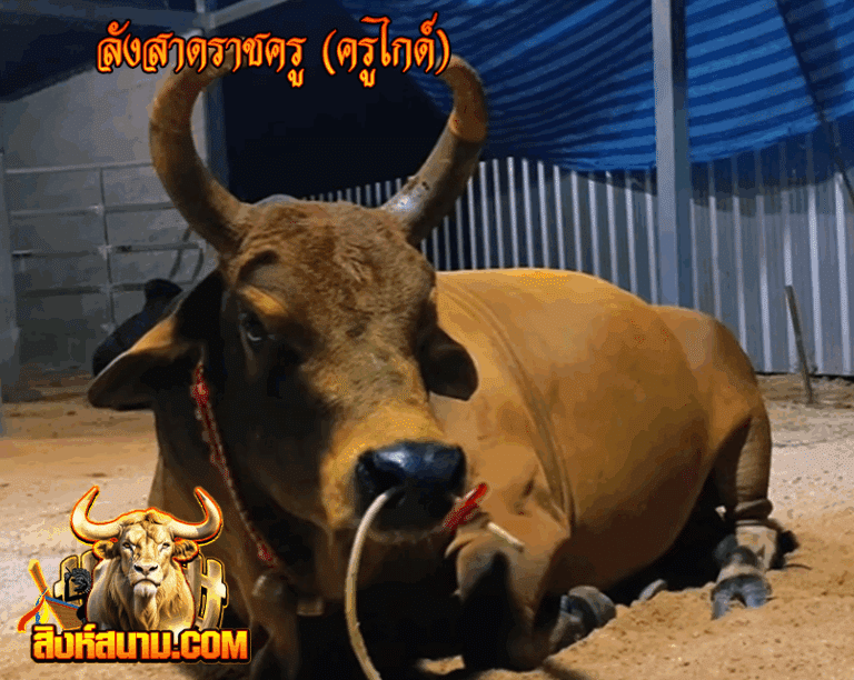 ลังสาดราชครู (ครูไกด์)_0