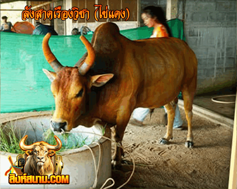ลังสาดเรืองวิชา (ไข่แดง)_0