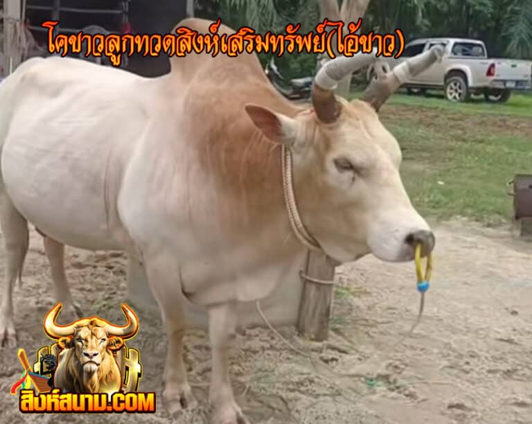 โคขาวลูกทวดสิงห์เสริมทรัพย์(ไอ้ขาว)_0