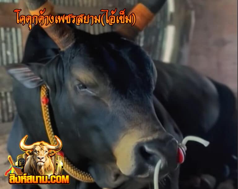 โคดุกด้างเพชรสยาม(ไอ้เข็ม)0000000000_0