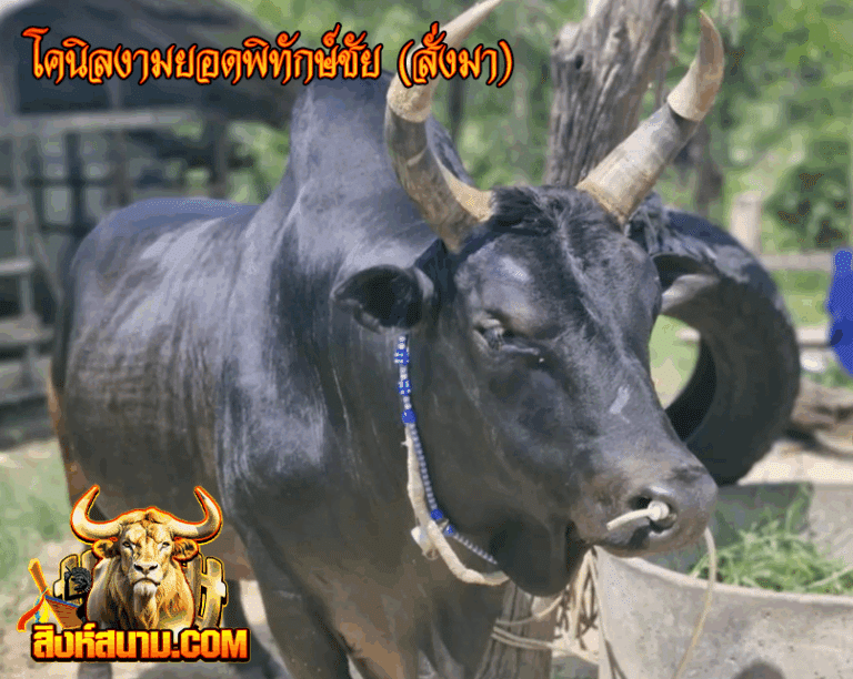 โคนิลงามยอดพิทักษ์ชัย(สั่งมา)_0
