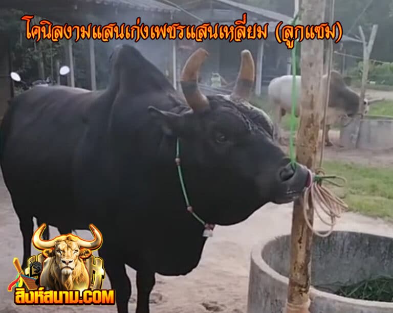 โคนิลงามแสนเก่งเพชรแสนเหลี่ยม (ลูกแซม)3333_0