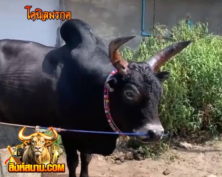 โคนิลมรกต11111111111111111_0