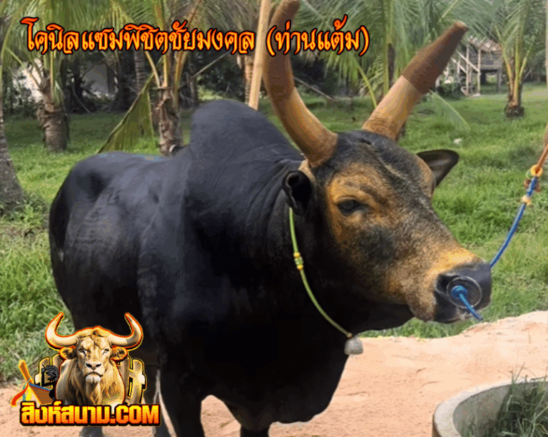 โคนิลแซมพิชิตชัยมงคล(ท่านแต้ม)_0