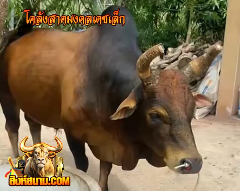 โคลังสาดมงคลเดชเล็ก222222222222222_0