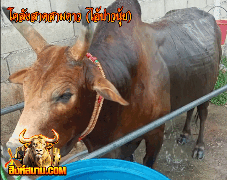 โคลังสาดสามดาว (ไอ้บ่าวนุ้ย)