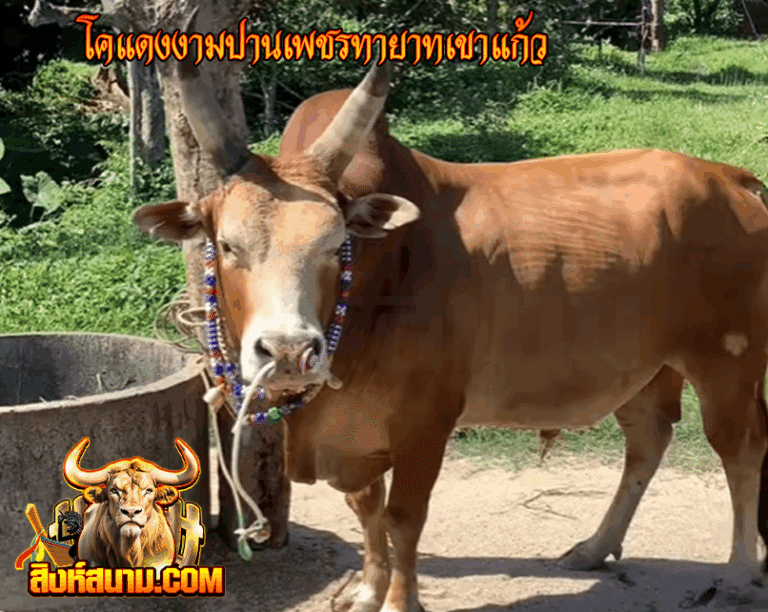 โคแดงงามปานเพชรทายาทเขาแก้ว_0