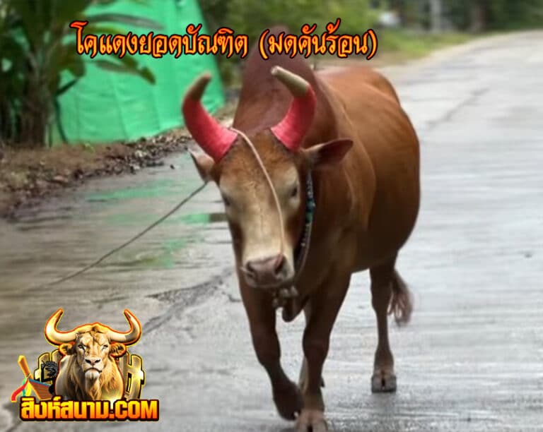 โคแดงยอดบัณฑิต (มดคันร้อน)5555555555555555