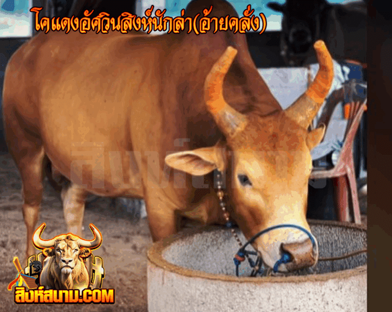 โคแดงอัศวินสิงห์นักล่า(อ้ายคลั่ง)