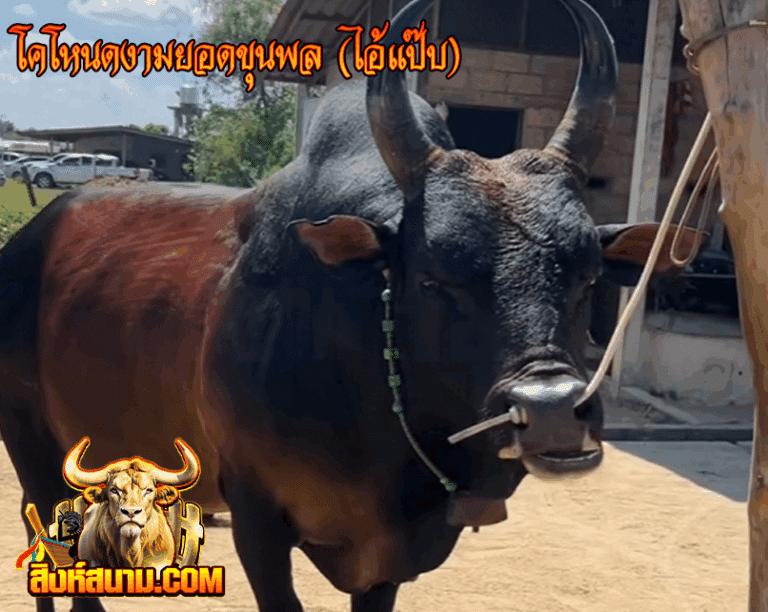 โคโหนดงามยอดขุนพล (ไอ้แป๊บ)