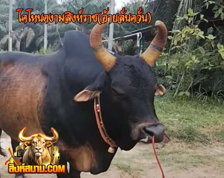 โคโหนดงามสิงห์ราช(อ้ายลั่นควั่น)333_0