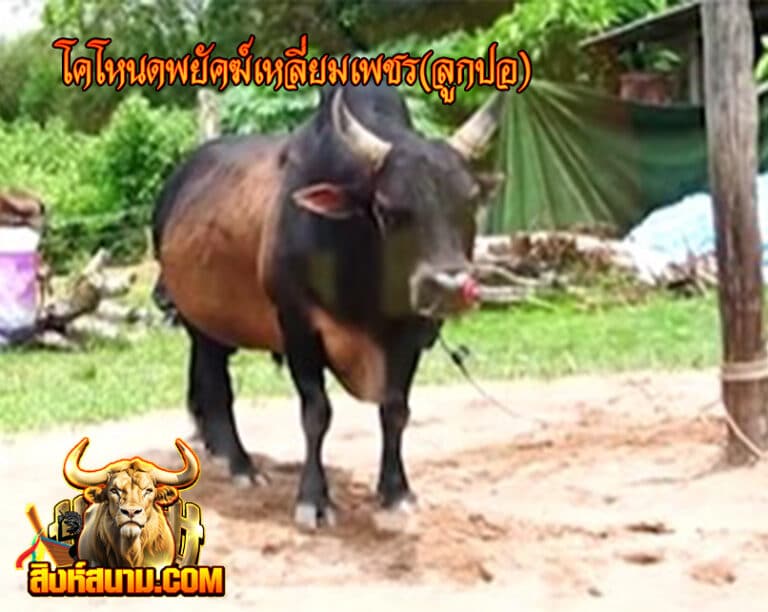 โคโหนดพยัคฆ์เหลี่ยมเพชร(ลูกปอ)5985985_0