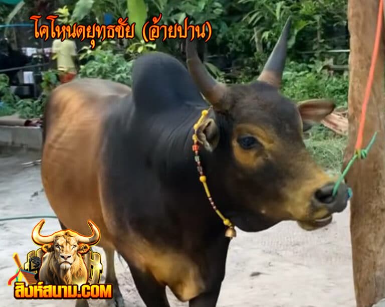 โคโหนดยุทธชัย (อ้ายปาน)11111111_0