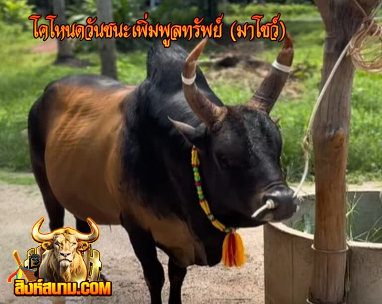 โคโหนดวันชนะเพิ่มพูลทรัพย์ (มาโชว์)3333333333333333333