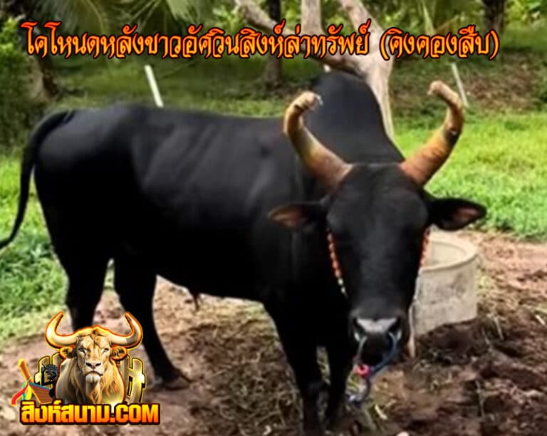 โคโหนดหลังขาวอัศวินสิงห์ล่าทรัพย์ (คิงคอง