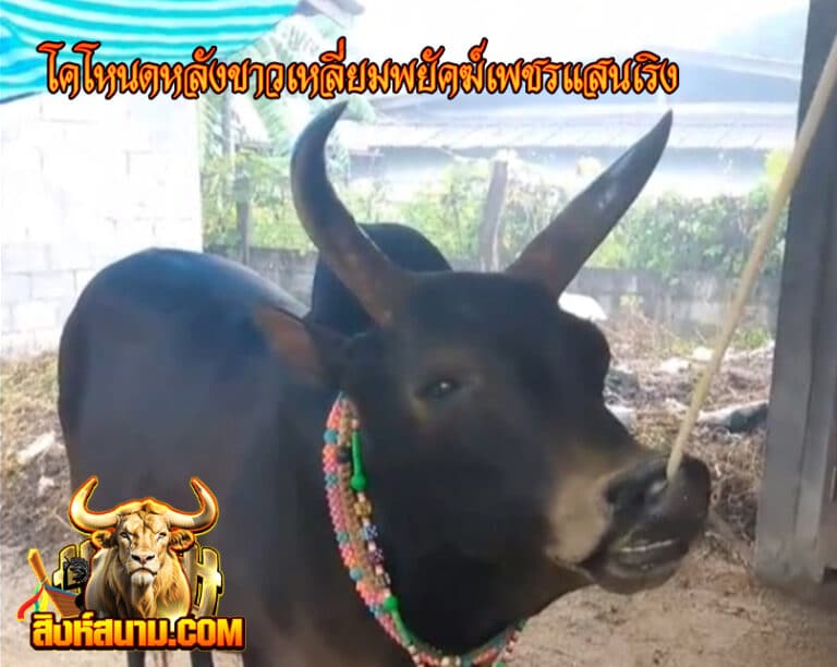 โคโหนดหลังขาวเหลี่ยมพยัคฆ์เพชรแสนเริง8748748_